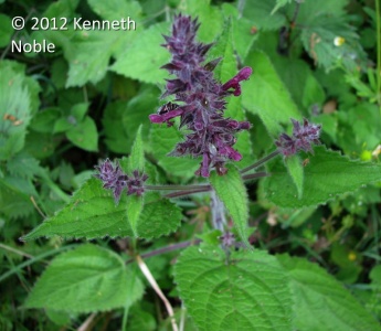 hedge woundwort (Stachys silvatica) Kenneth Noble
